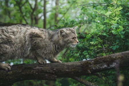 Wildkatze auf der Wildkatzenlichtung im Wildkatzendorf Hütscheroda