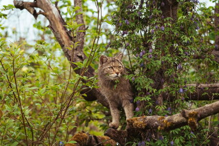 Wildkatze auf der Wildkatzenlichtung im Wildkatzendorf Hütscheroda